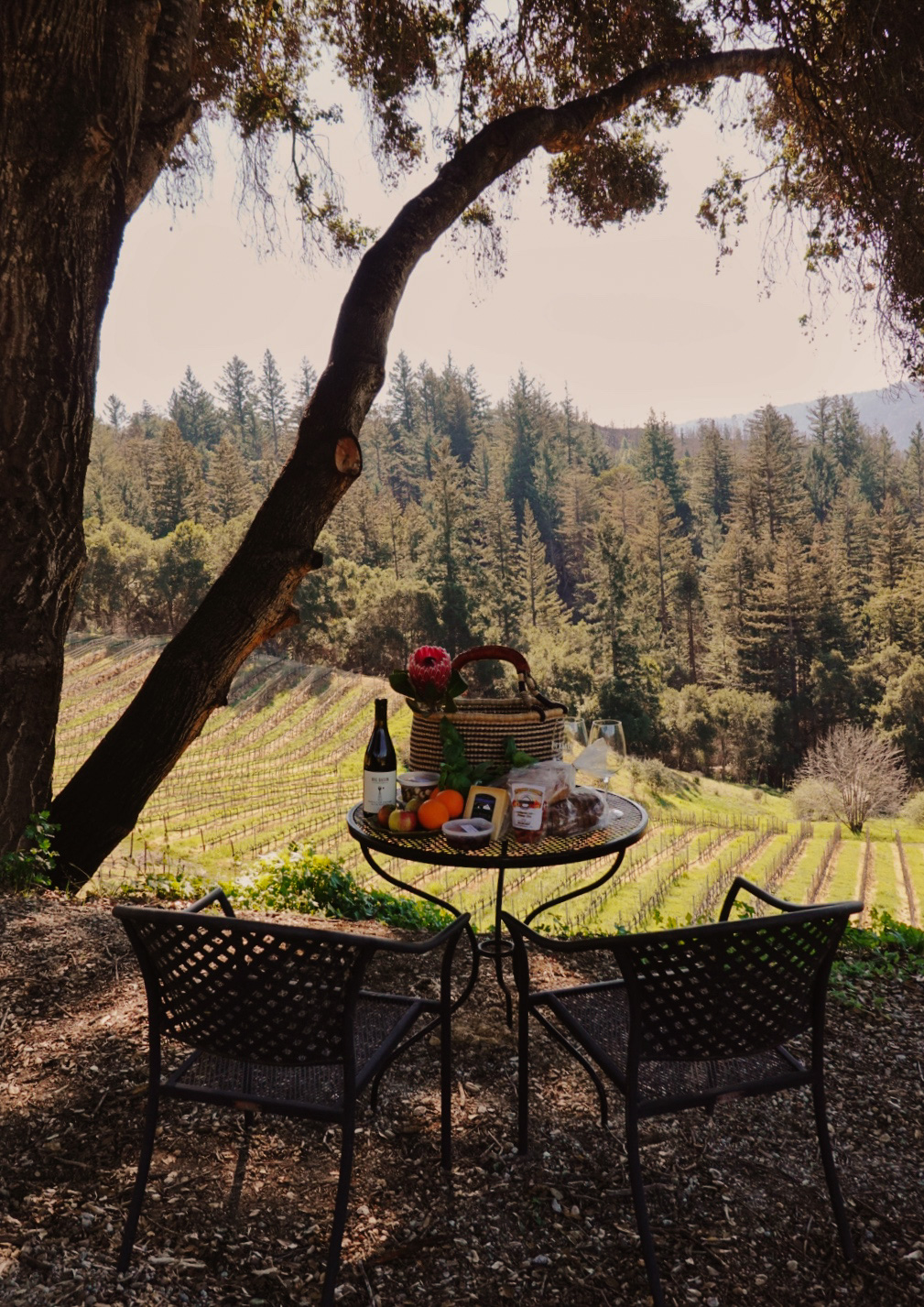 Picnic Experience Event Santa Cruz