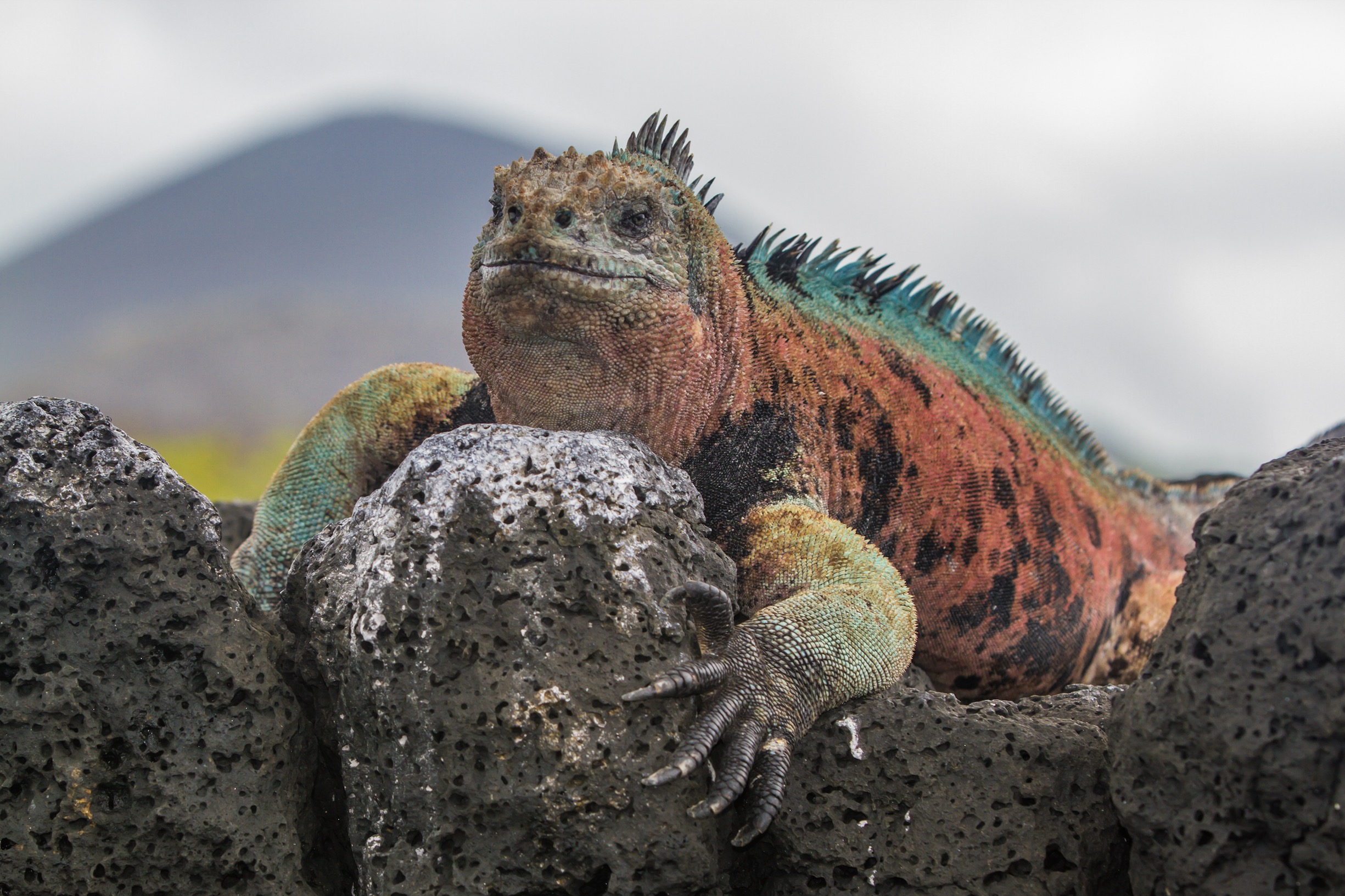 The Islands  Galápagos Conservancy