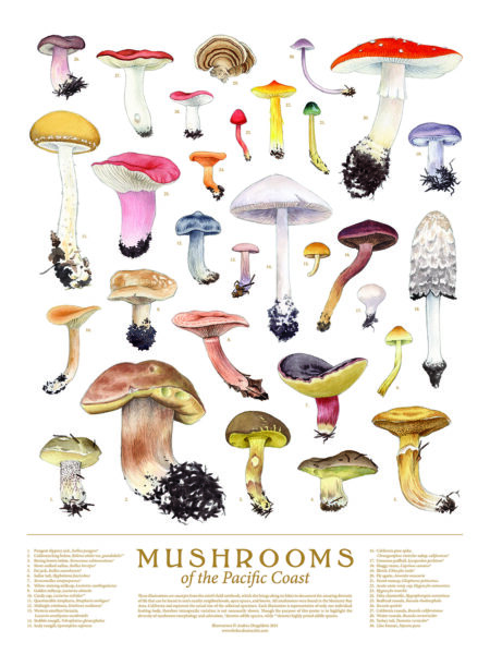 Far West Fungi Featuring Naturalist Scientific Illustrations by Andrea Dingeldein