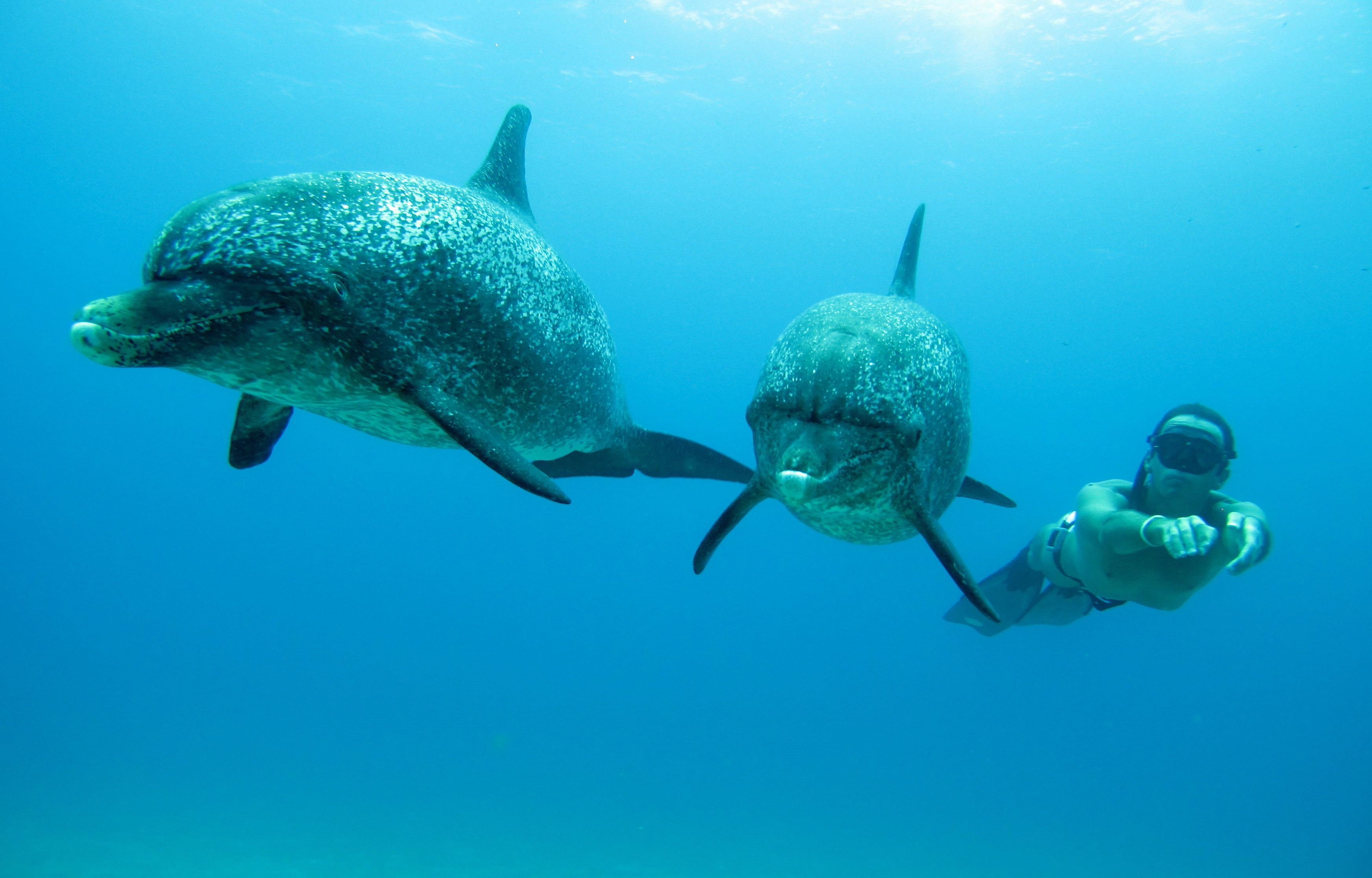 Ocean Film Festival World Tour