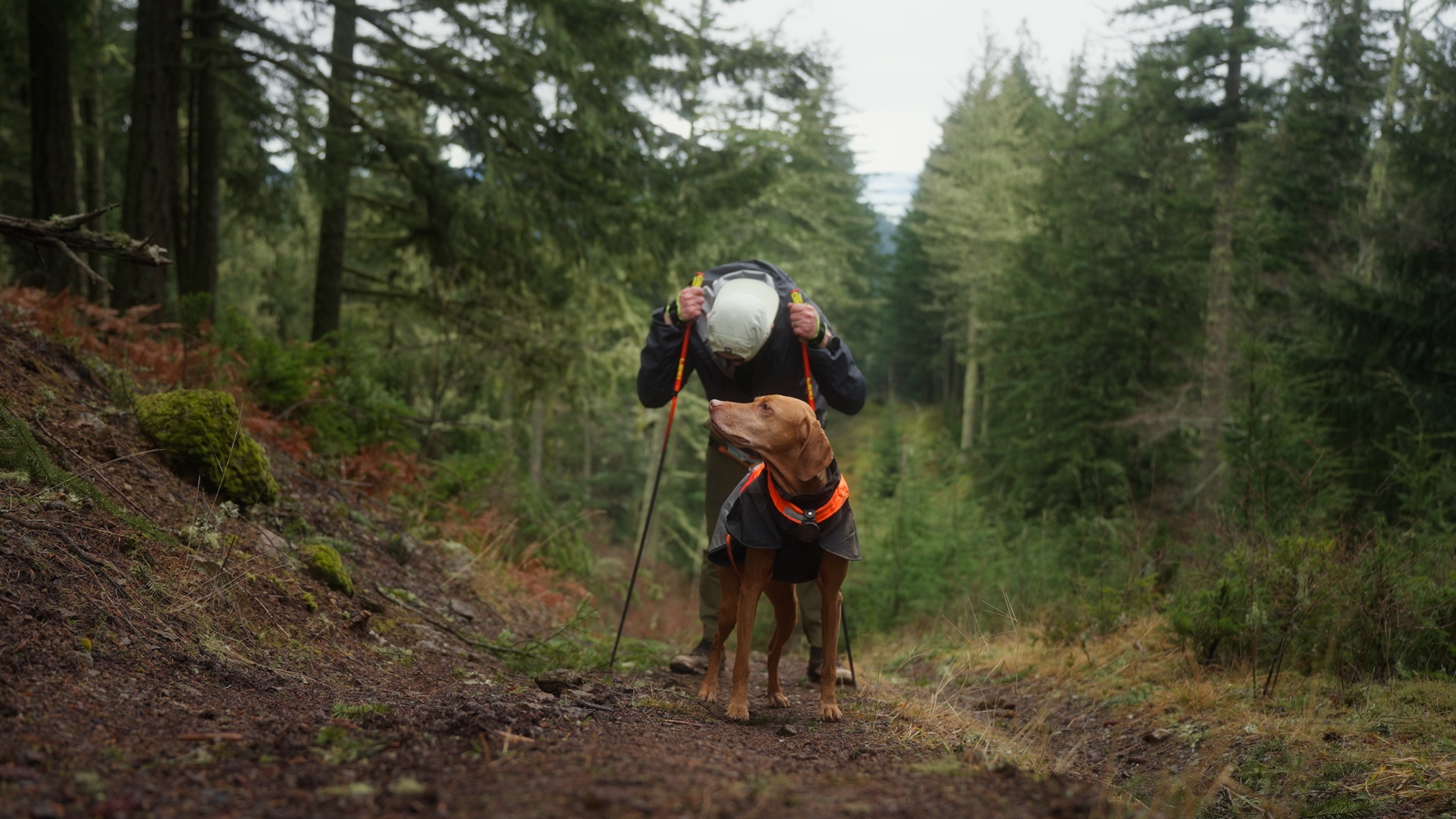 TOP DOG Film Festival